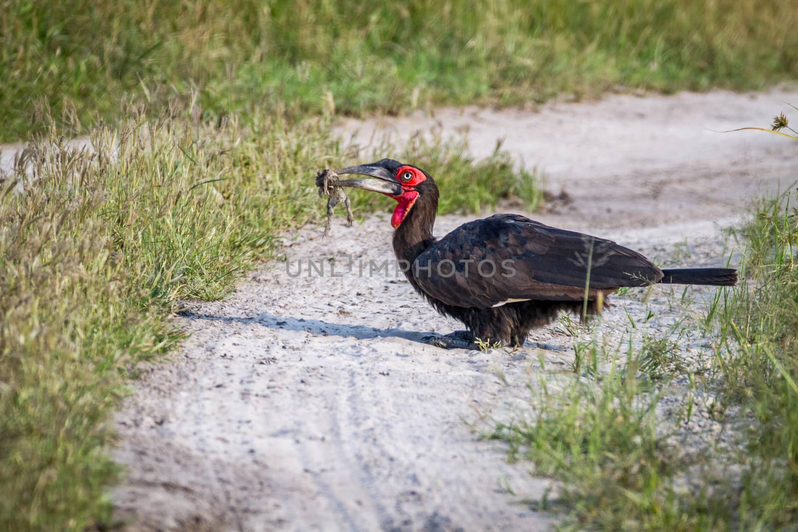 Southern ground hornbill with a frog kill. by Simoneemanphotography