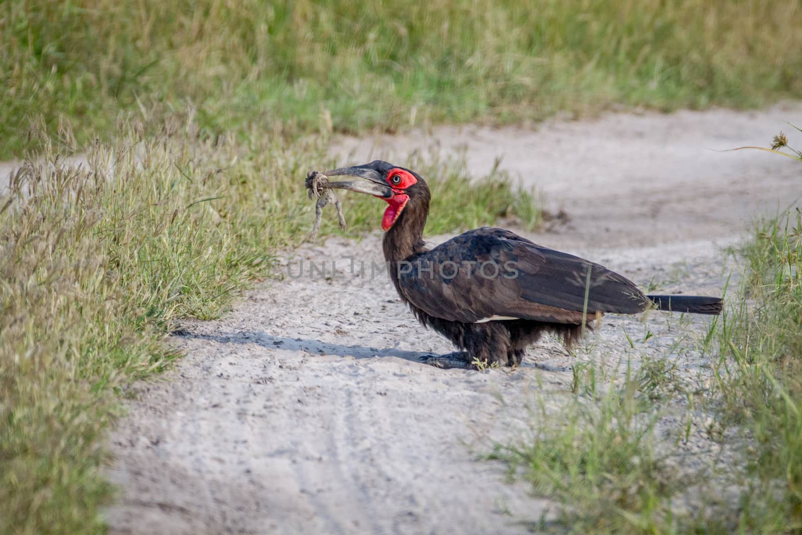 Southern ground hornbill with a frog kill. by Simoneemanphotography