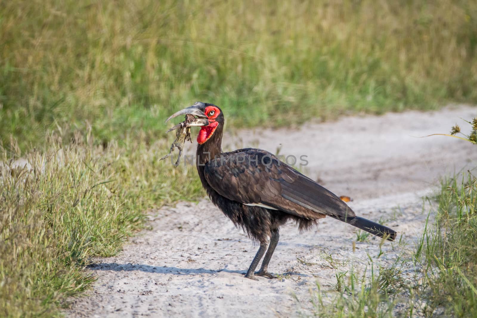 Southern ground hornbill with a frog kill. by Simoneemanphotography