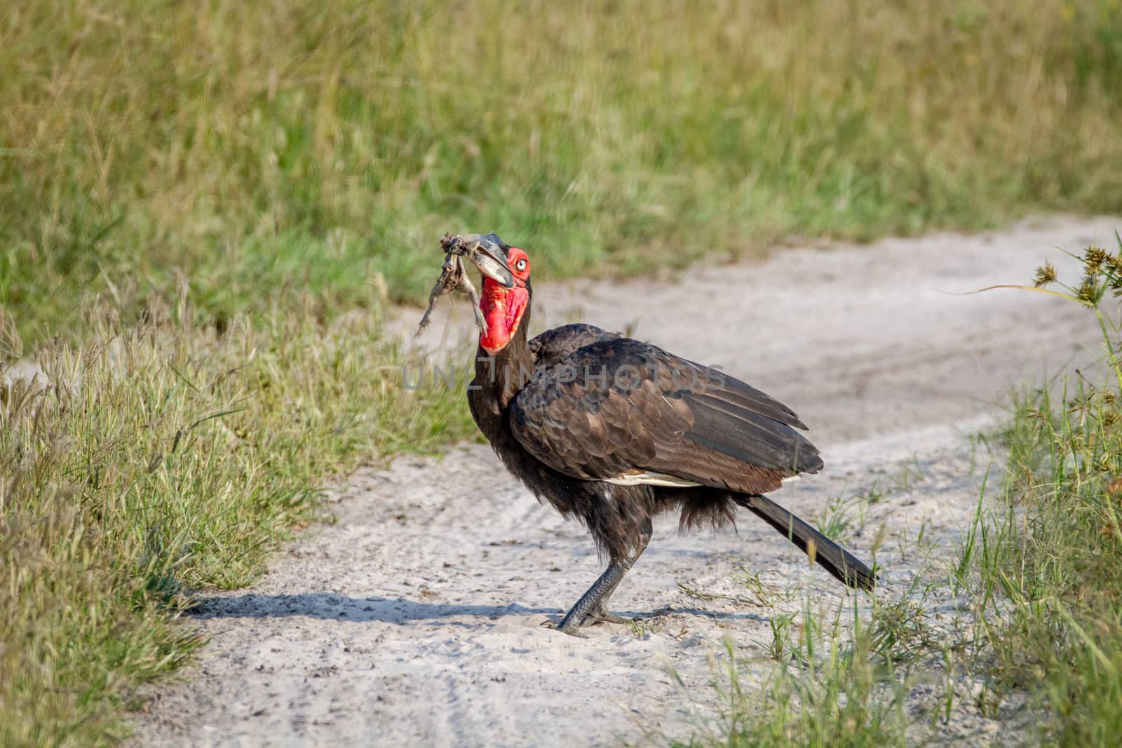 Southern ground hornbill with a frog kill. by Simoneemanphotography