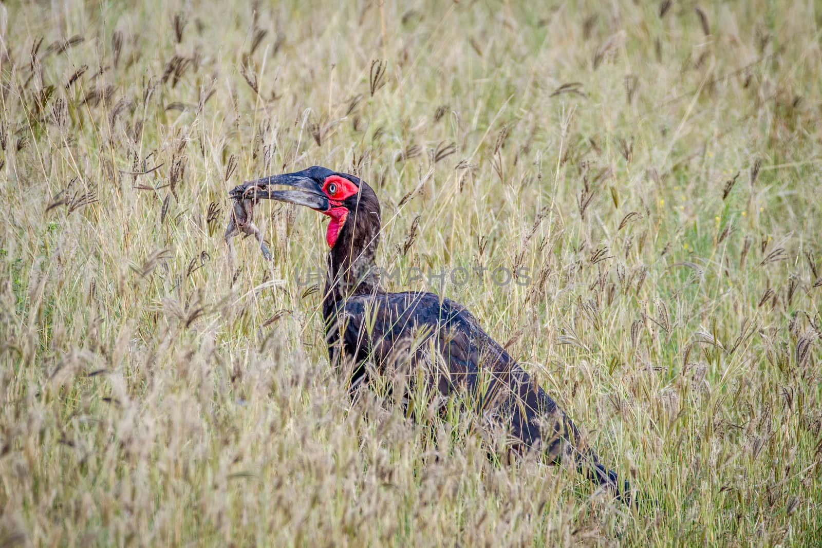 Southern ground hornbill with a frog kill. by Simoneemanphotography