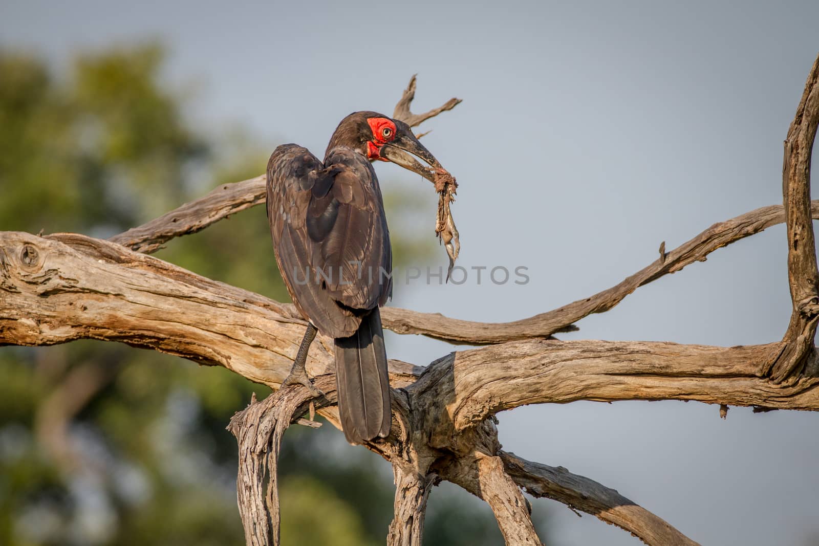 Southern ground hornbill with a frog kill. by Simoneemanphotography