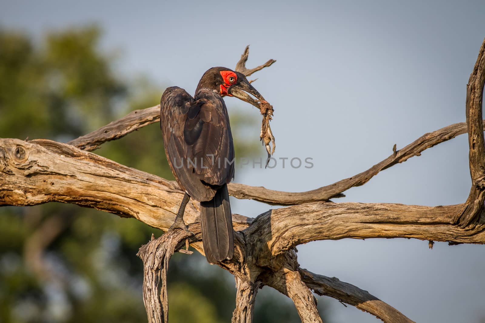 Southern ground hornbill with a frog kill in the Chobe National Park, Botswana.