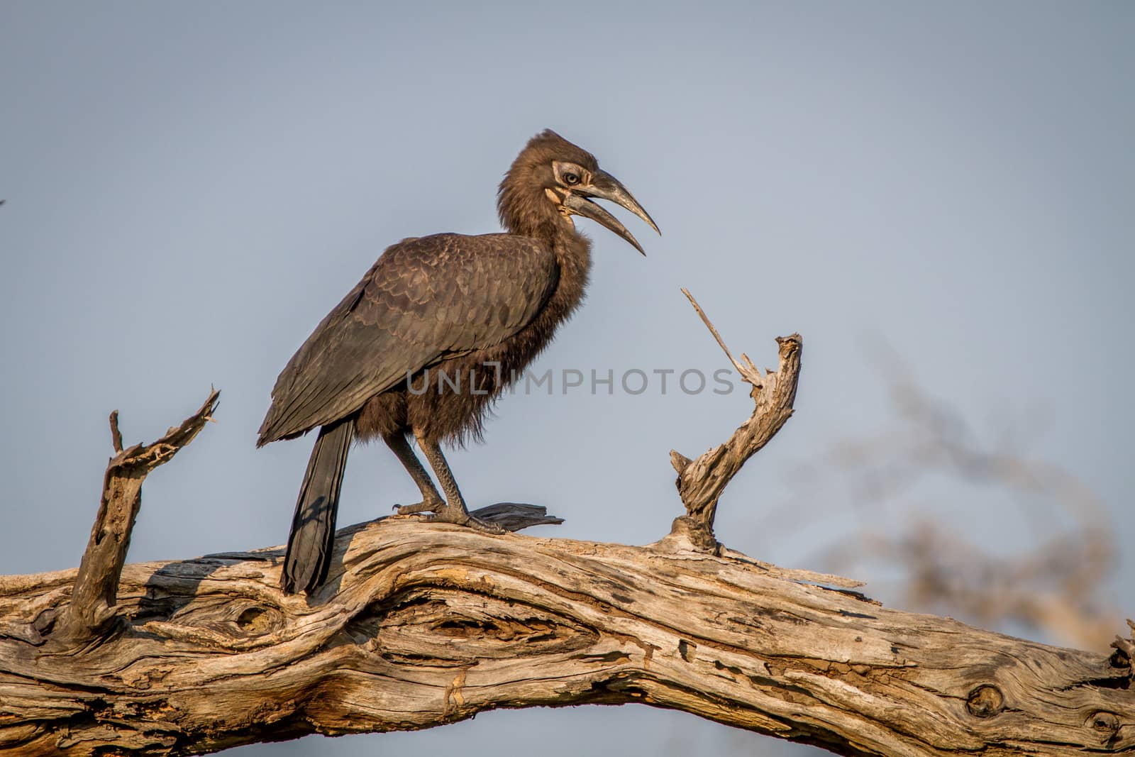 Juvenile Southern ground hornbill in a tree. by Simoneemanphotography