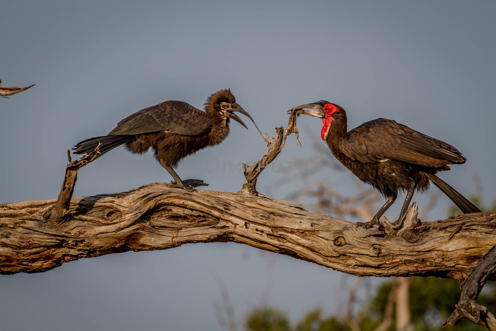 Southern ground hornbill feeding frog to juvenile. by Simoneemanphotography