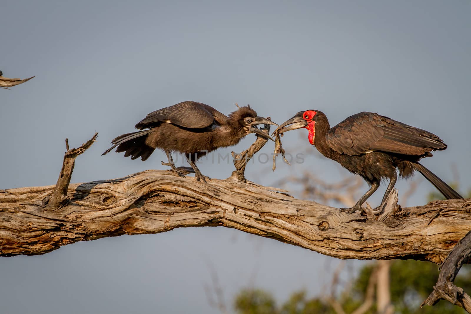 Southern ground hornbill feeding frog to juvenile. by Simoneemanphotography