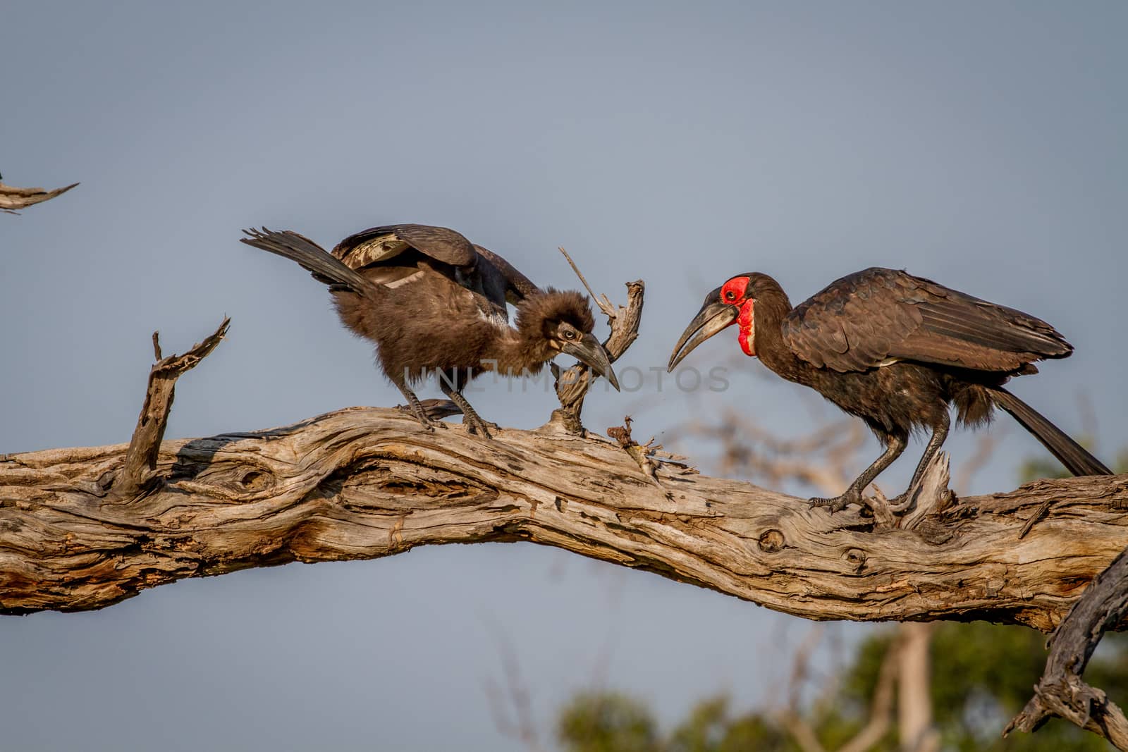 Southern ground hornbill feeding frog to juvenile. by Simoneemanphotography