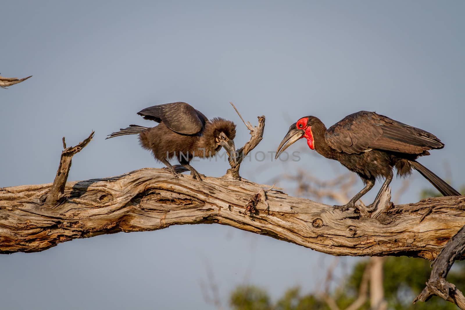 Southern ground hornbill feeding frog to juvenile in the Chobe National Park, Botswana.