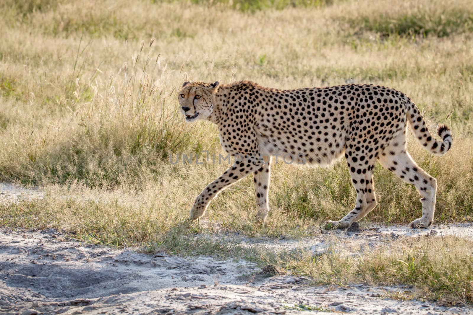 Cheetah walking in the grass in Chobe. by Simoneemanphotography