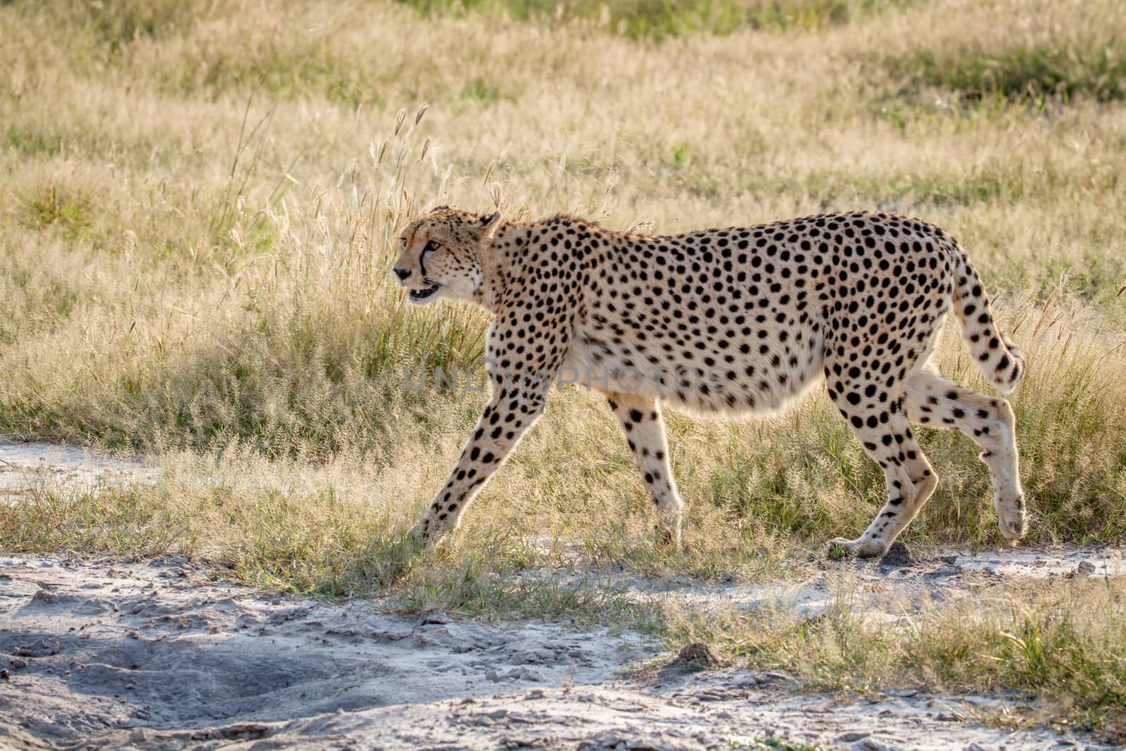 Cheetah walking in the grass in Chobe. by Simoneemanphotography