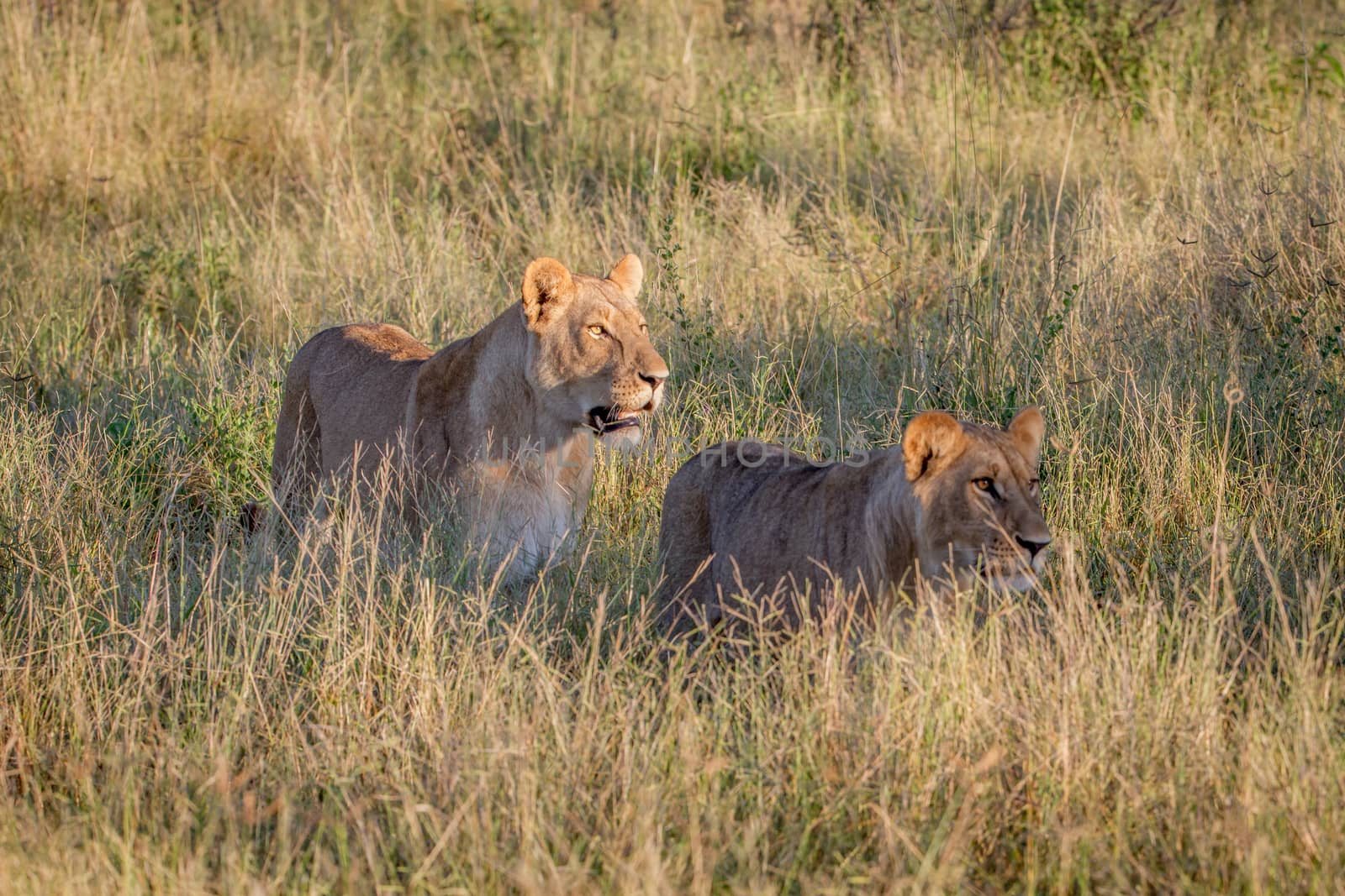 Two Lions walking in the high grass. by Simoneemanphotography