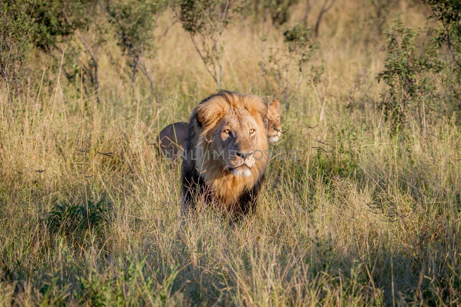 Big male Lion walking in the high grass. by Simoneemanphotography