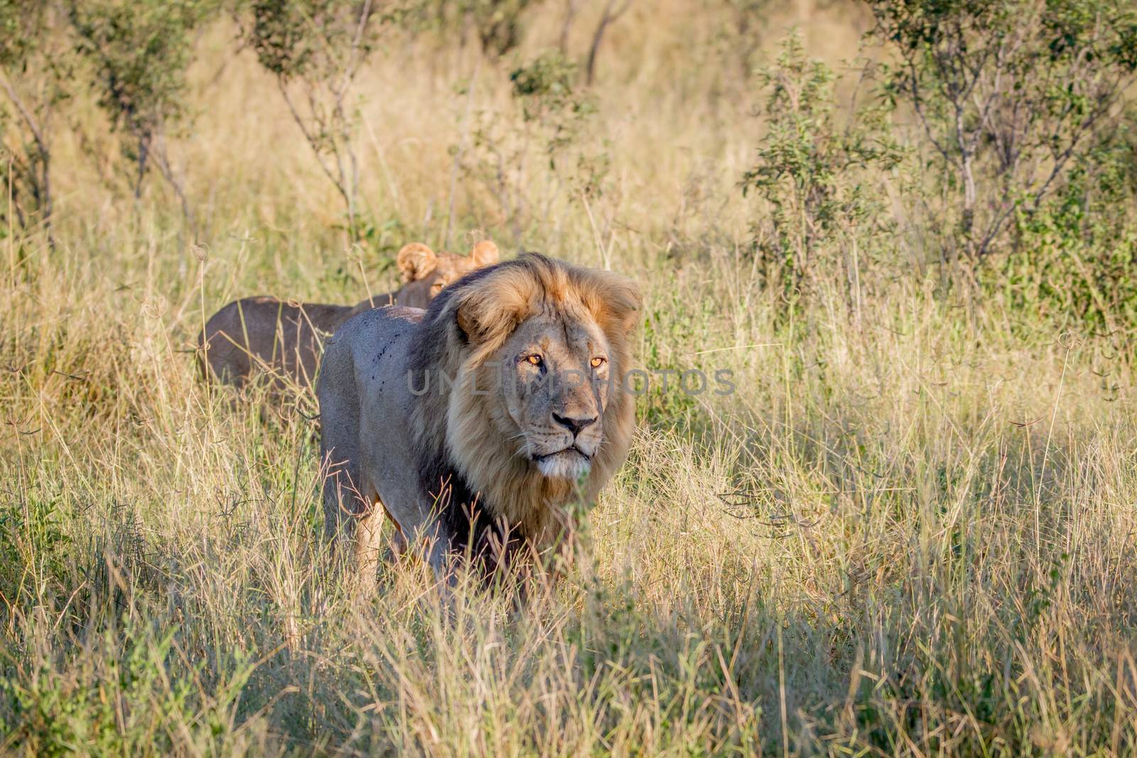 Big male Lion walking in the high grass. by Simoneemanphotography