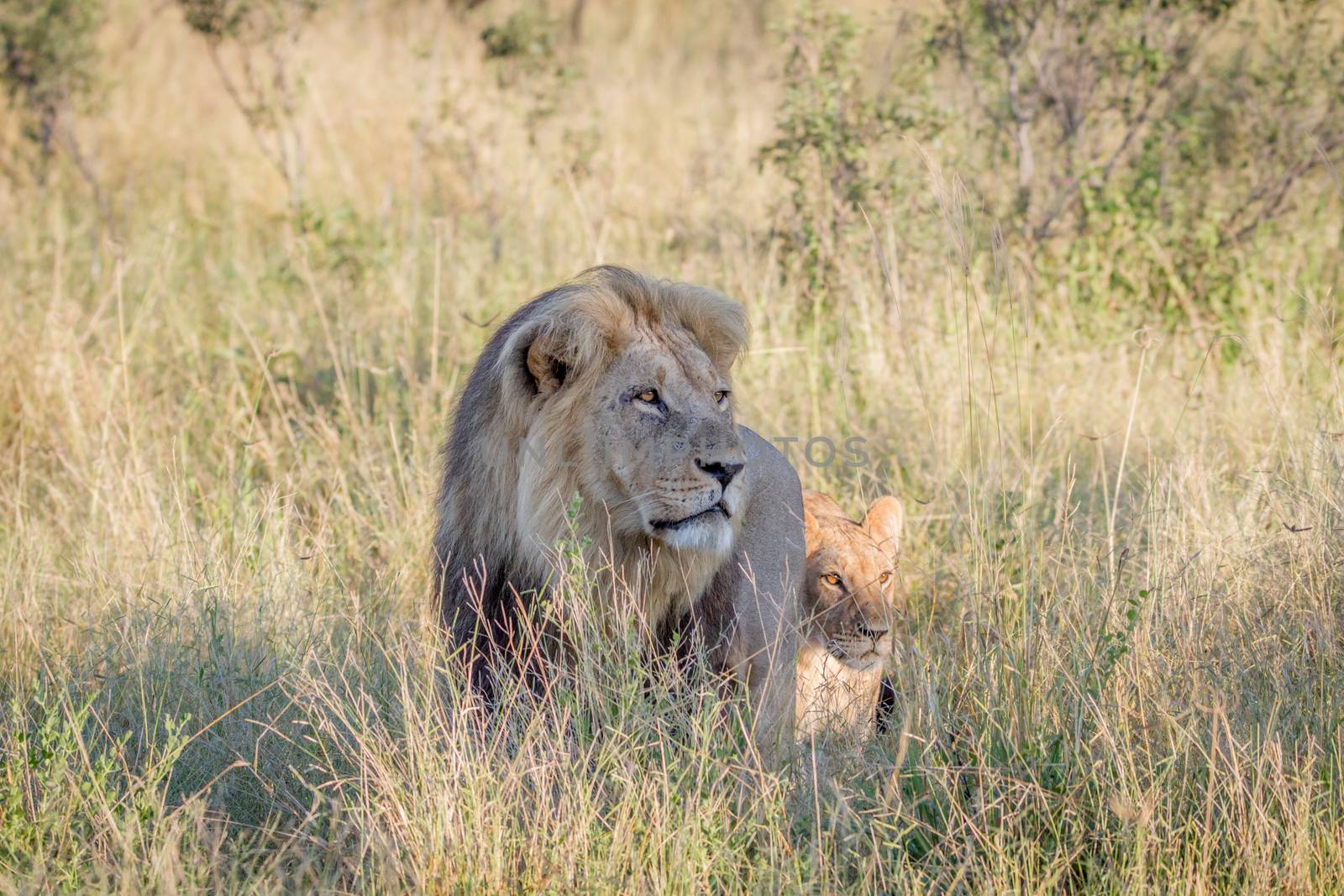 Big male Lion walking in the high grass. by Simoneemanphotography