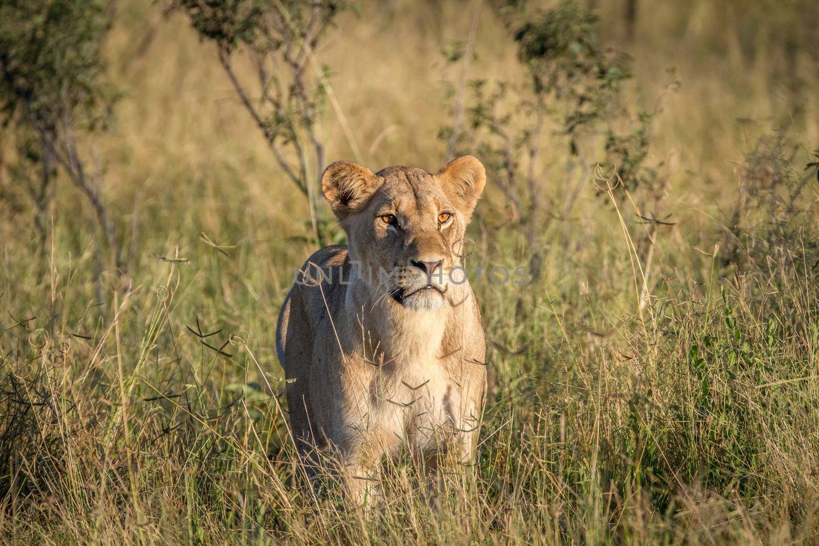 Lion standing in the grass in Chobe. by Simoneemanphotography