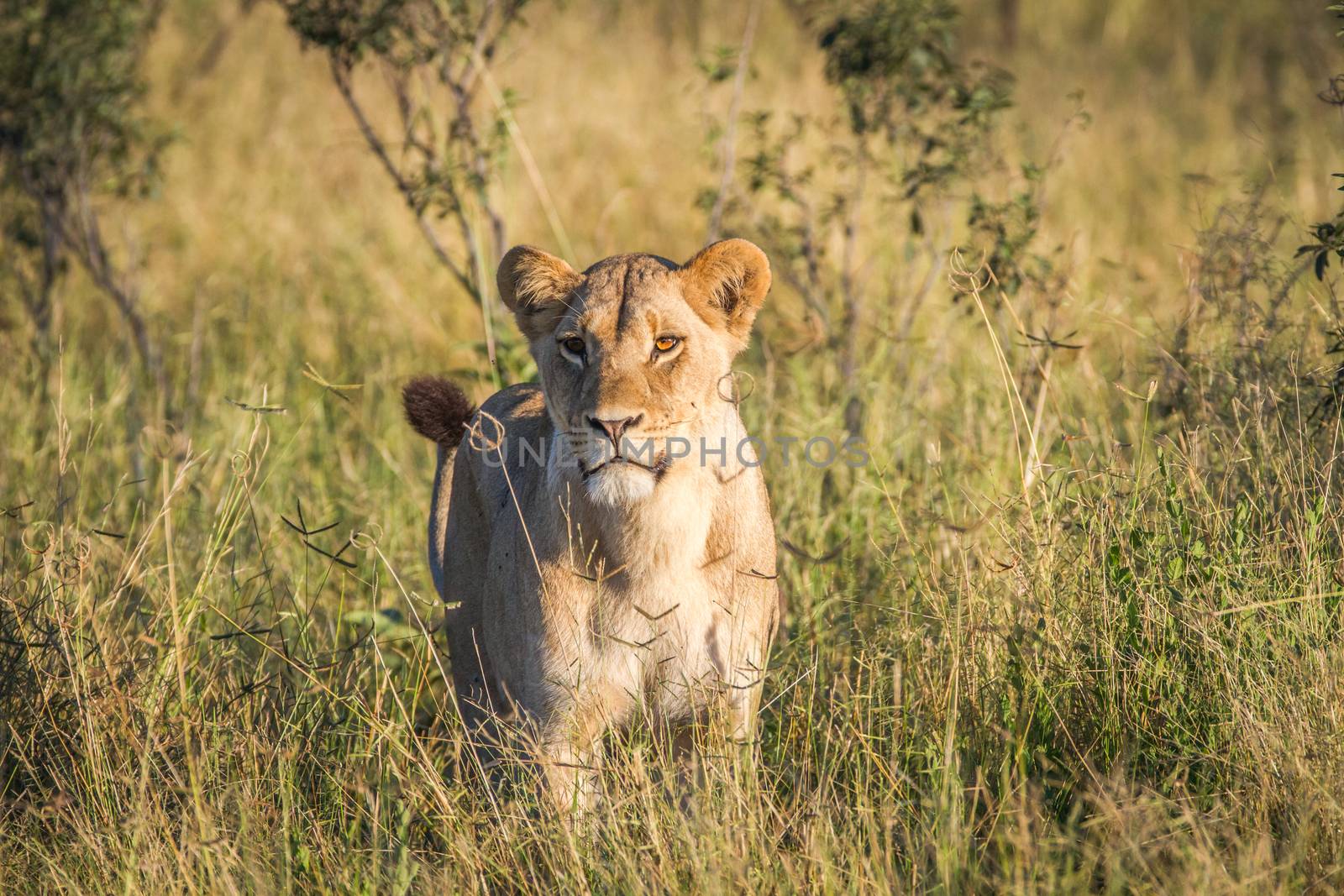 Lion standing in the grass in Chobe. by Simoneemanphotography