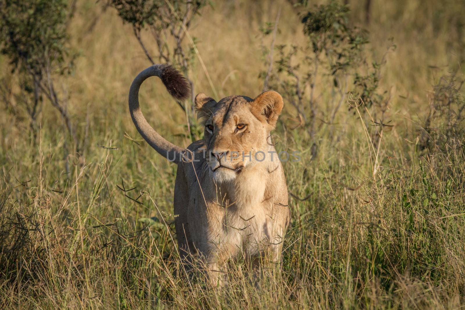 Lion standing in the grass in the Chobe National Park, Botswana.