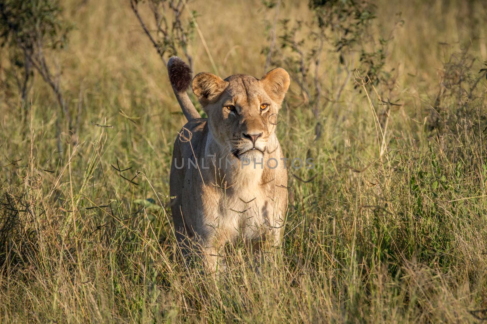 Lion standing in the grass in Chobe. by Simoneemanphotography