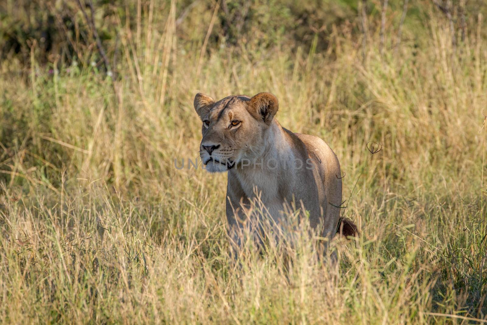 Lion standing in the grass in Chobe. by Simoneemanphotography