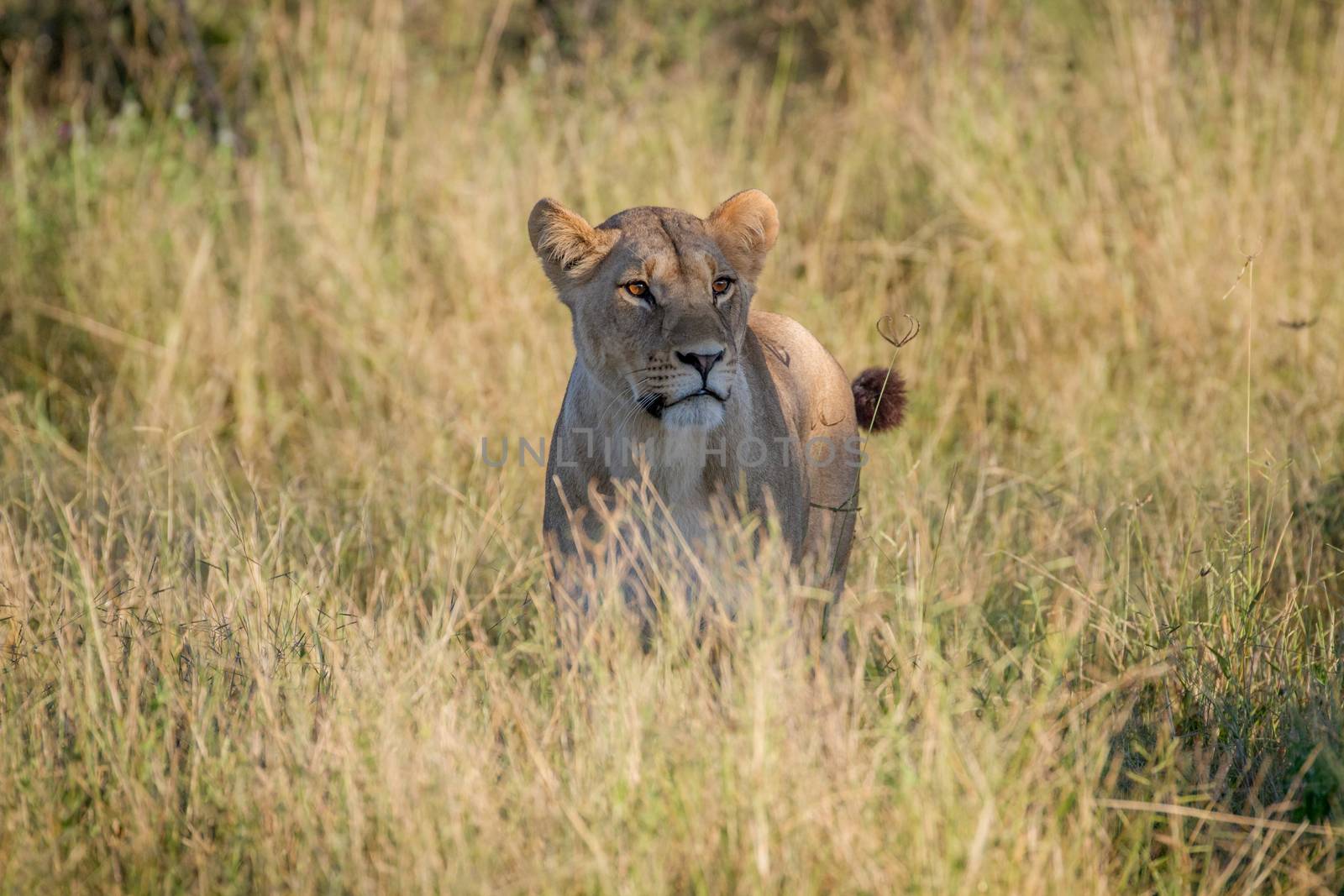 Lion standing in the grass in the Chobe National Park, Botswana.