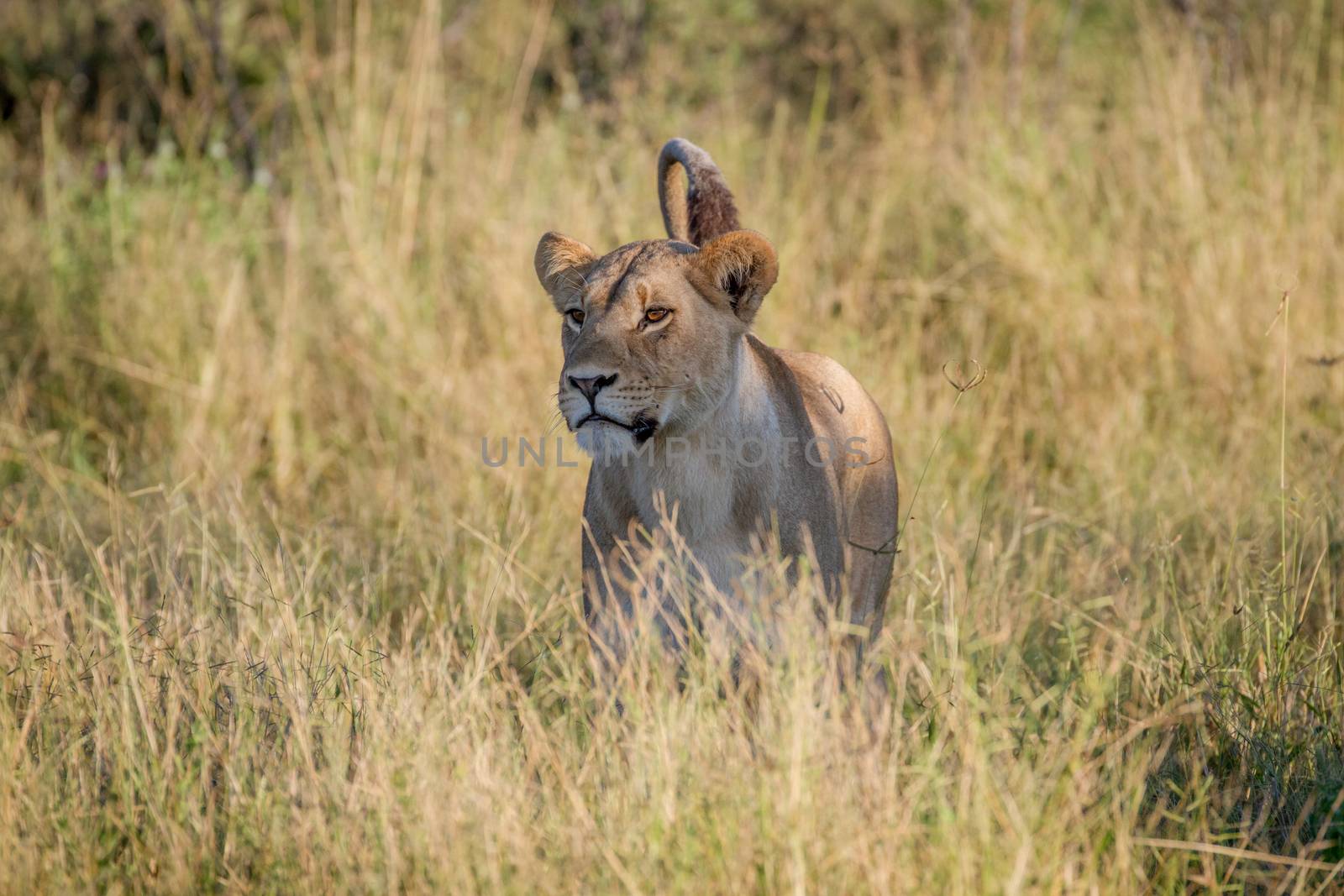 Lion standing in the grass in Chobe. by Simoneemanphotography