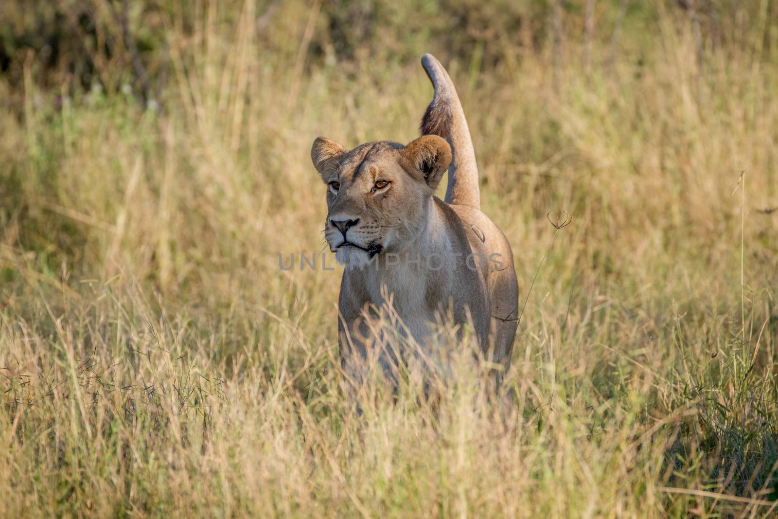 Lion standing in the grass in Chobe. by Simoneemanphotography