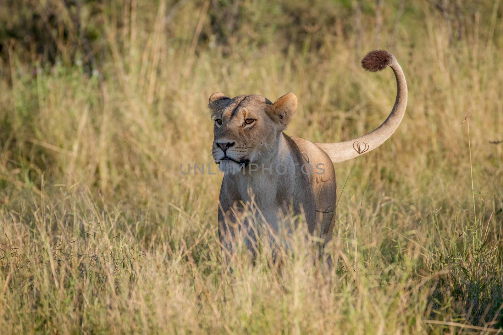 Lion standing in the grass in Chobe. by Simoneemanphotography