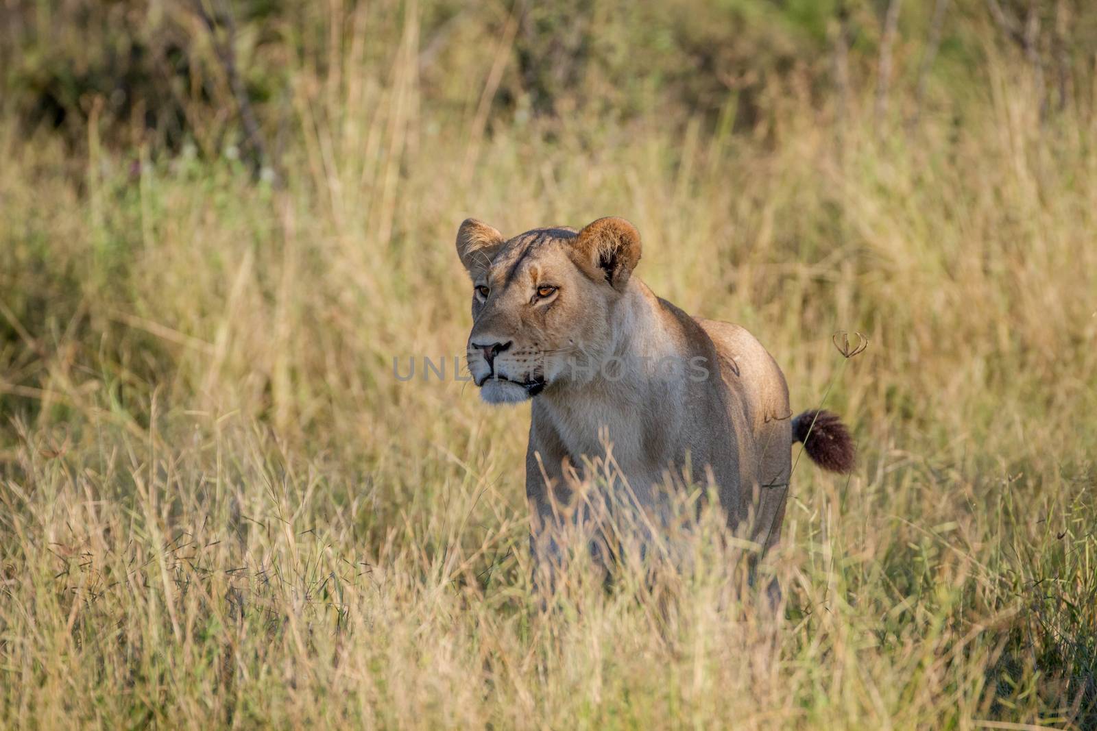 Lion standing in the grass in Chobe. by Simoneemanphotography