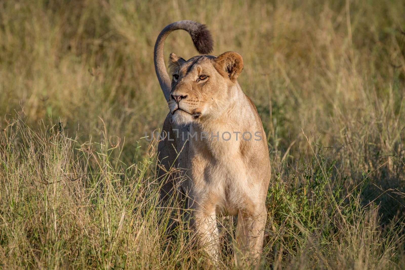 Lion standing in the grass in the Chobe National Park, Botswana.