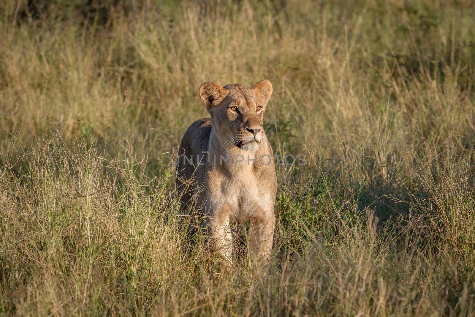 Lion standing in the grass in Chobe. by Simoneemanphotography