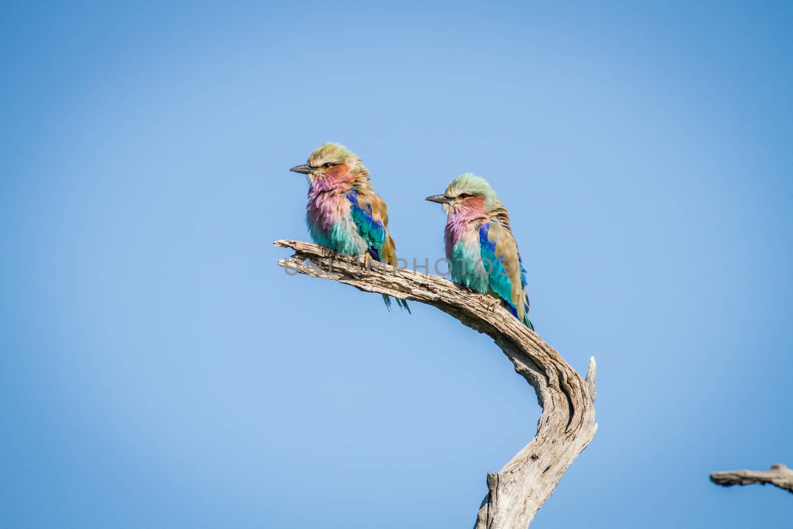 Two Lilac-breasted rollers sitting on a branch. by Simoneemanphotography