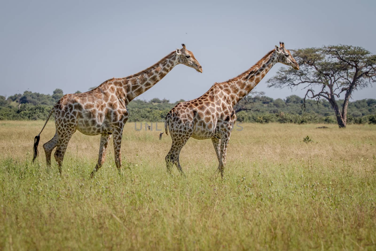 Two Giraffes walking in the grass in the Chobe National Park, Botswana.