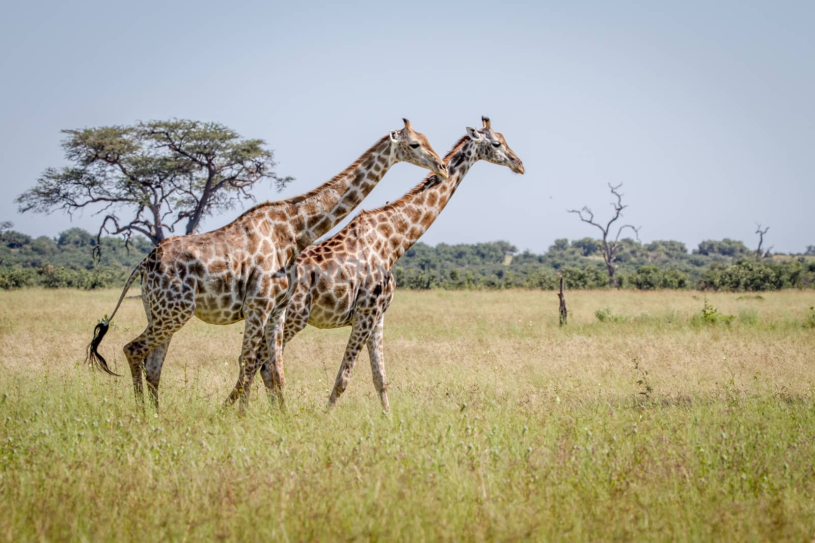 Two Giraffes walking in the grass. by Simoneemanphotography