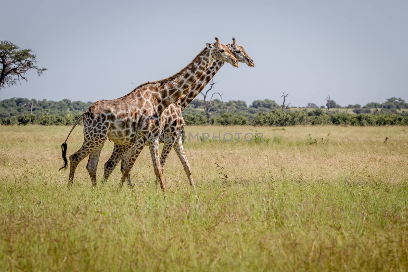 Two Giraffes walking in the grass. by Simoneemanphotography