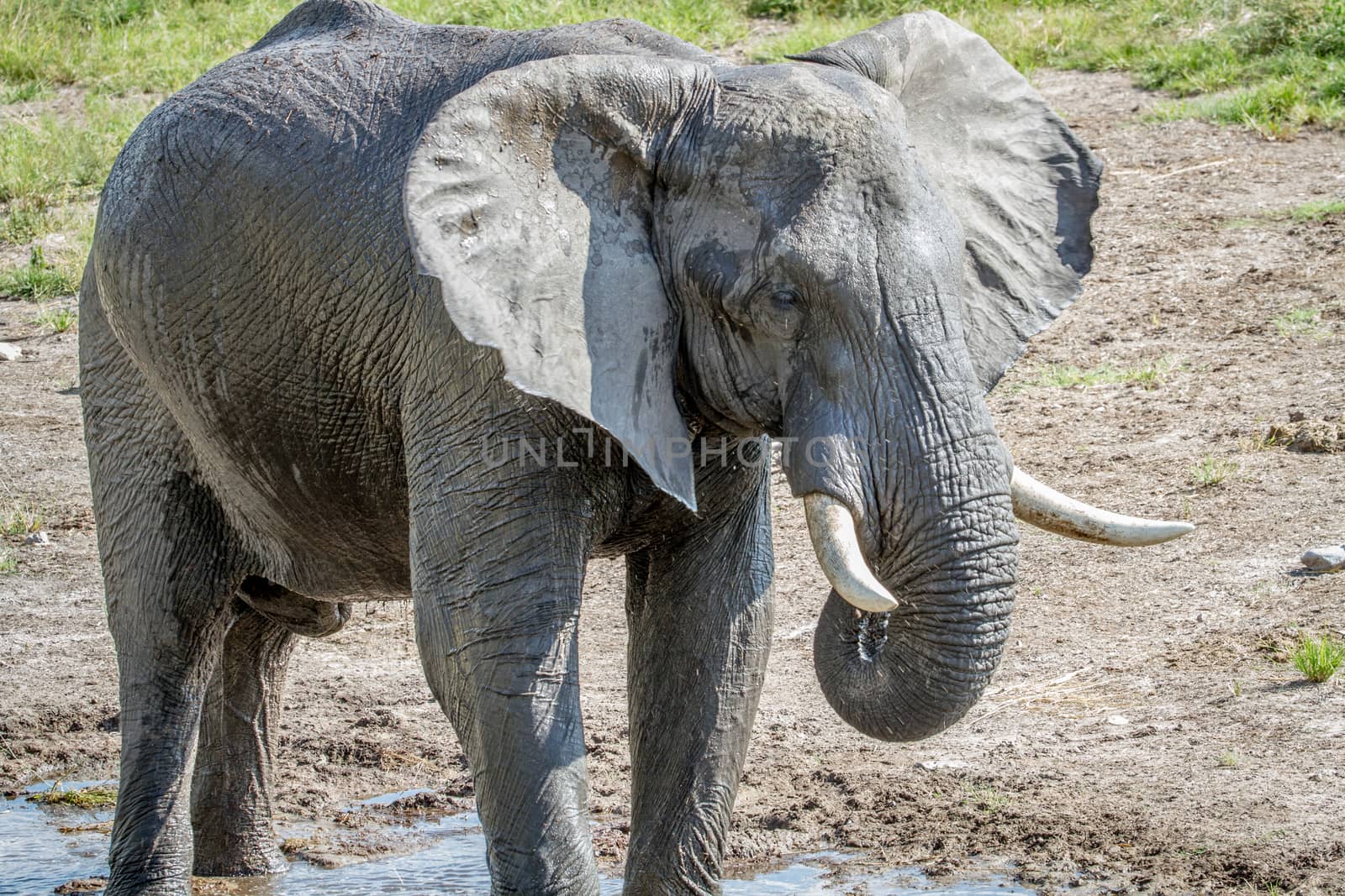 Elephant drinking from a water puddle in the Chobe National Park, Botswana.