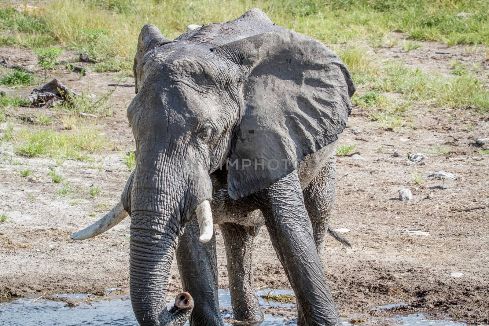 Elephant drinking from a water puddle. by Simoneemanphotography