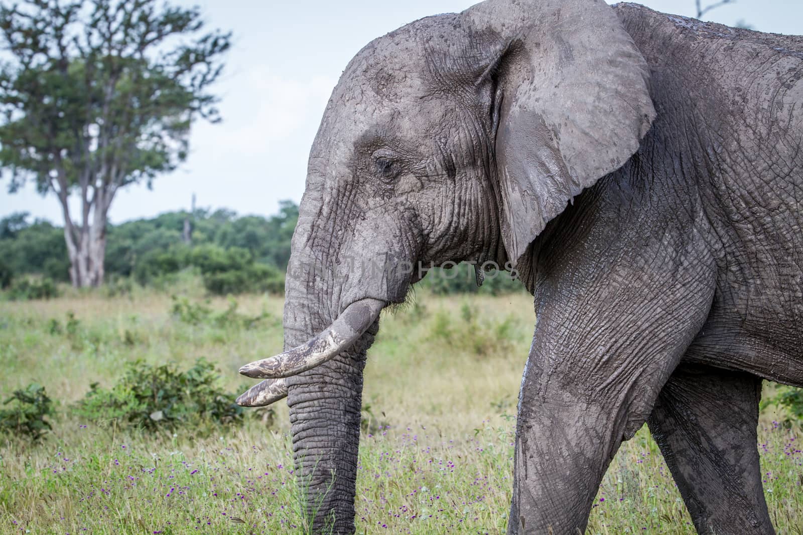 Side profile of an Elephant in Chobe. by Simoneemanphotography