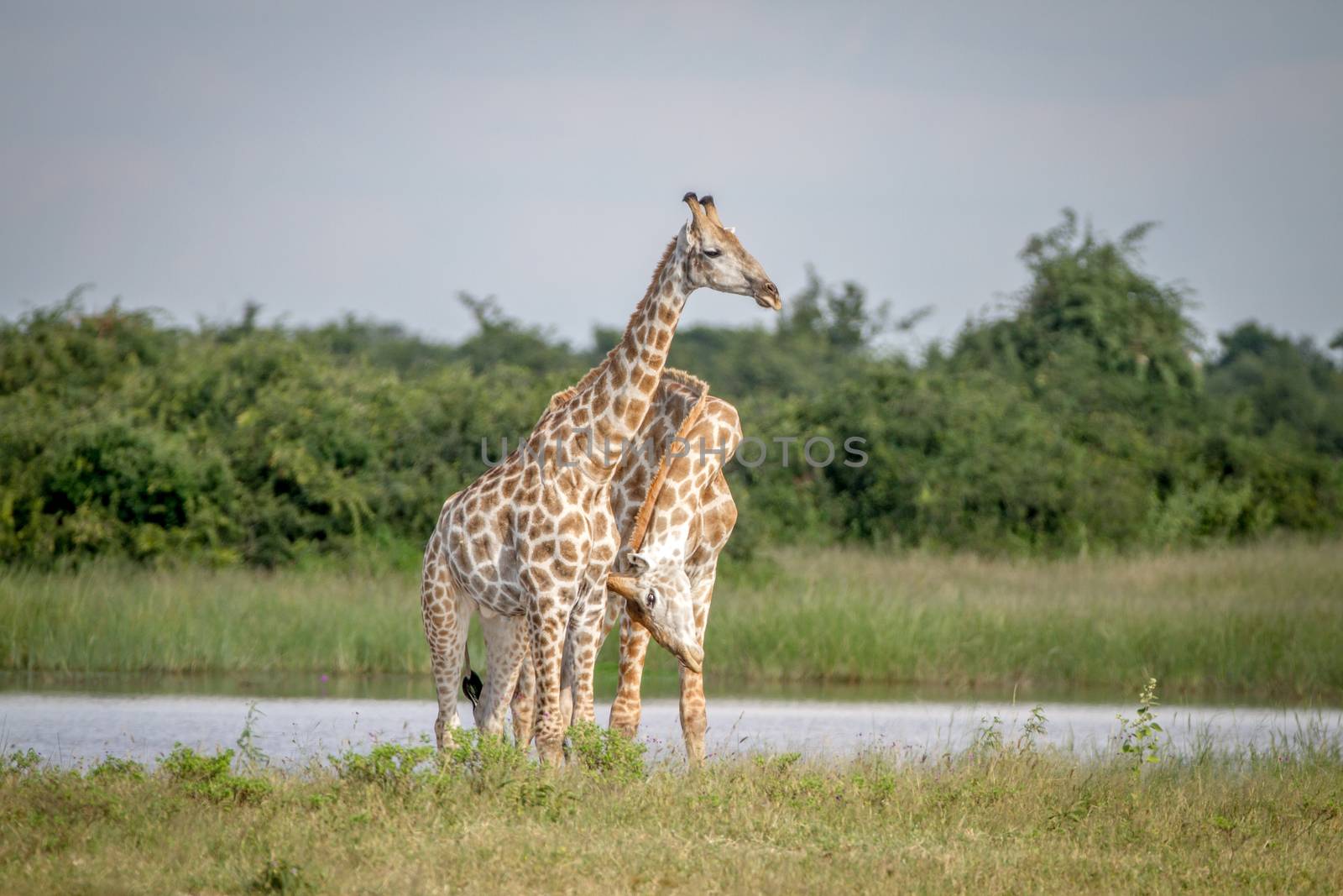 Two Giraffes necking in Chobe. by Simoneemanphotography