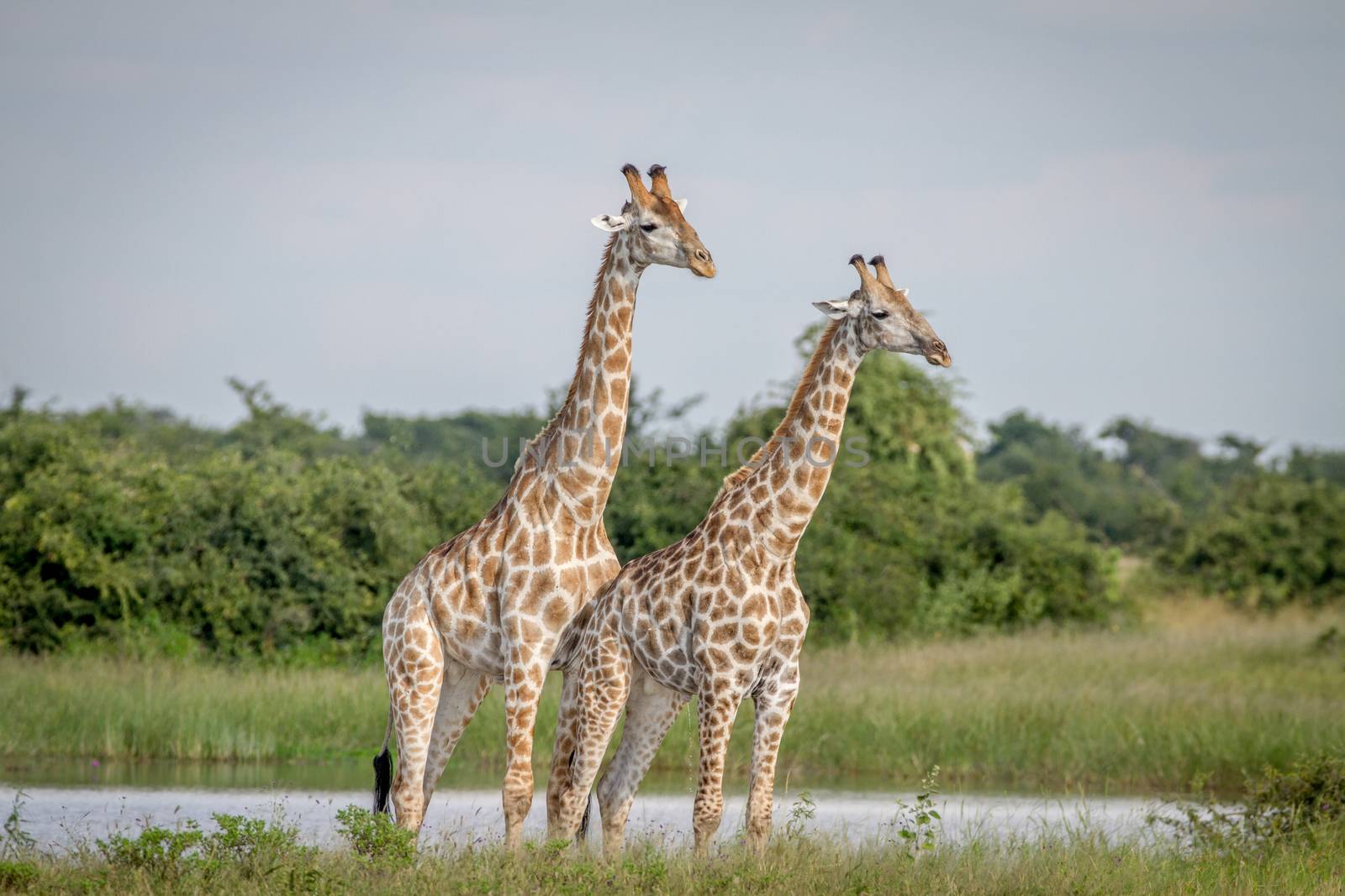 Two Giraffes standing in the grass in the Chobe National Park, Botswana.