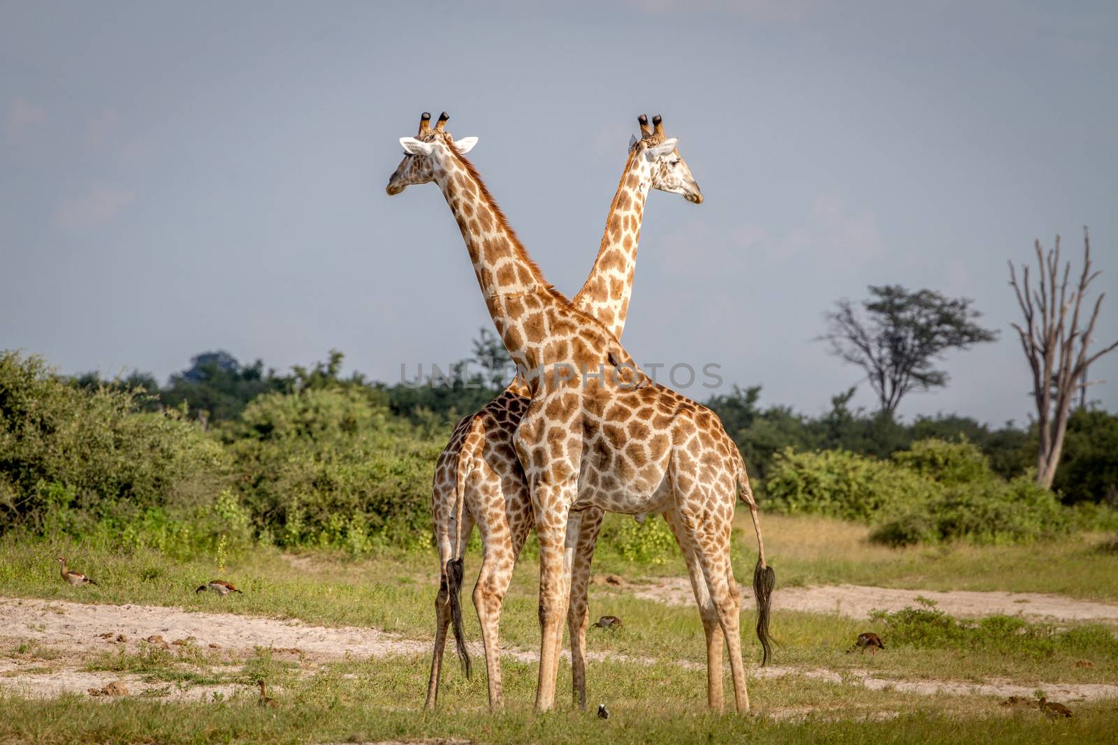 Two Giraffes standing in the grass. by Simoneemanphotography