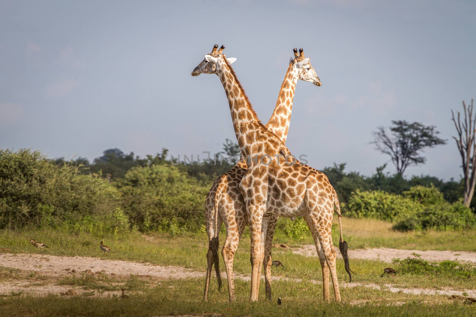 Two Giraffes standing in the grass. by Simoneemanphotography