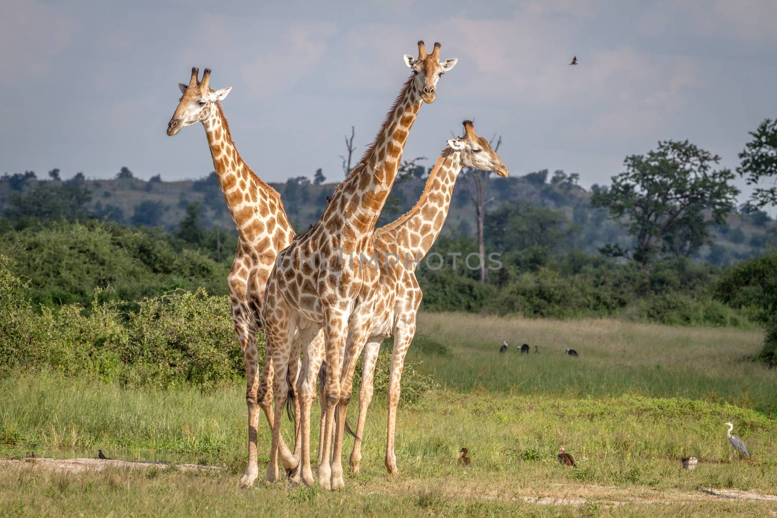 Group of Giraffes standing in the grass in the Chobe National Park, Botswana.