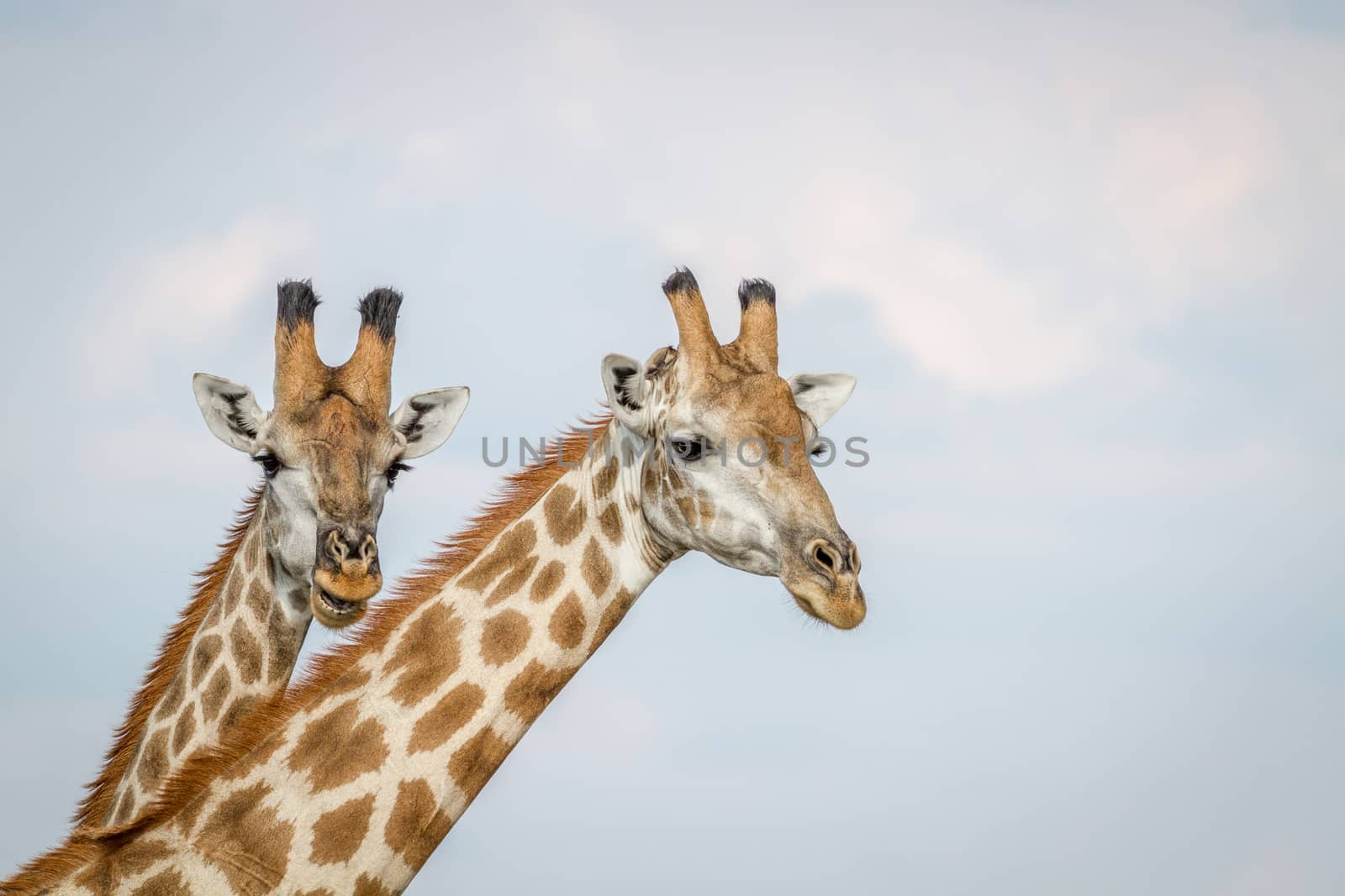 Close up of two Giraffes in Chobe. by Simoneemanphotography