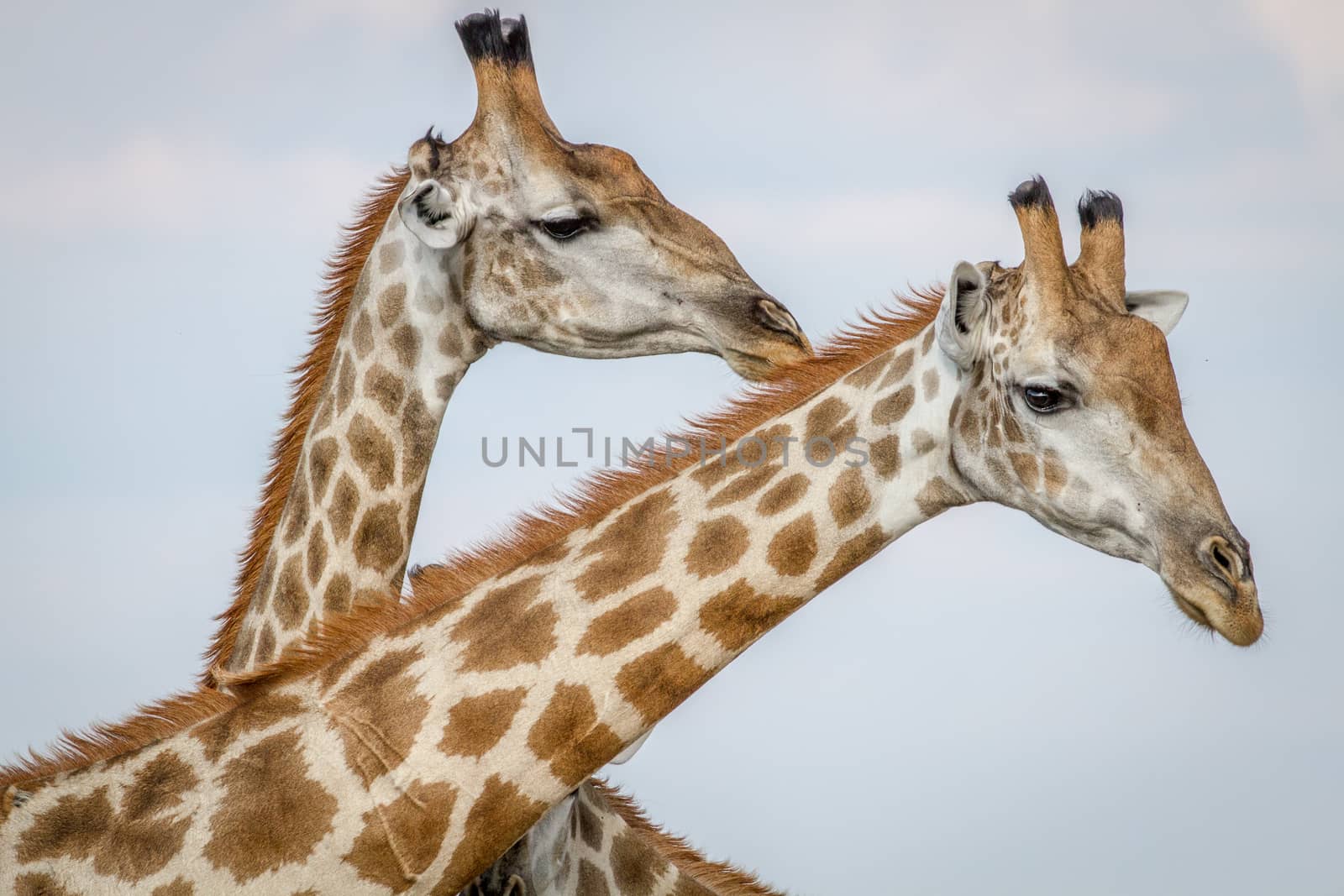 Close up of three Giraffes in Chobe. by Simoneemanphotography