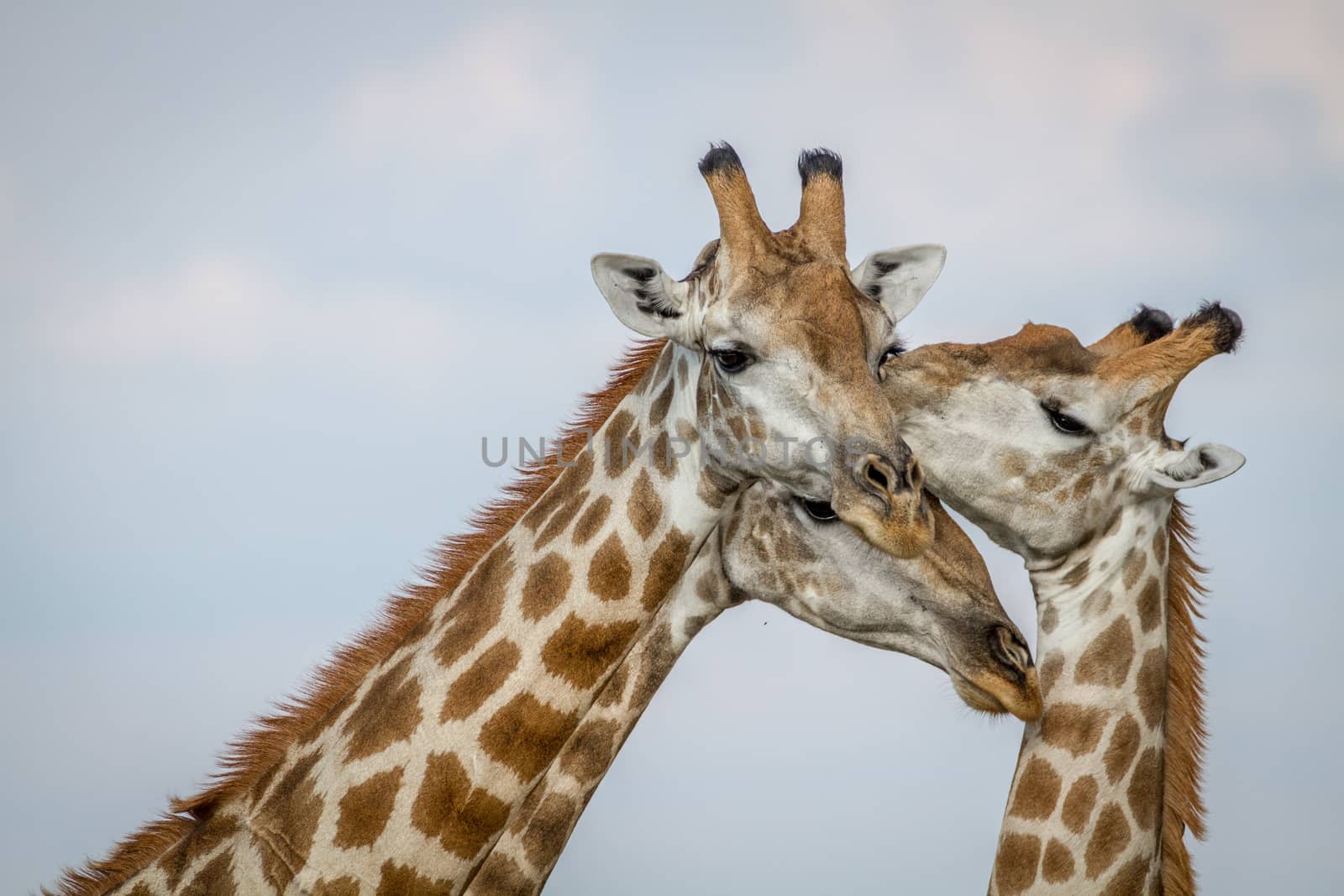 Close up of three Giraffes in the Chobe National Park, Botswana.