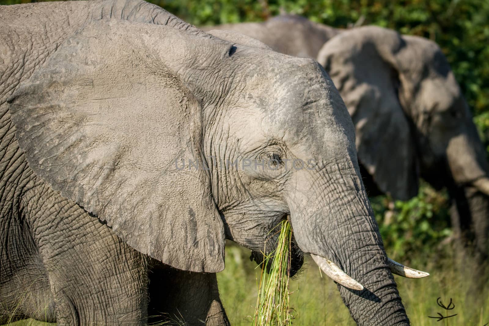 Elephant eating grass in Chobe. by Simoneemanphotography