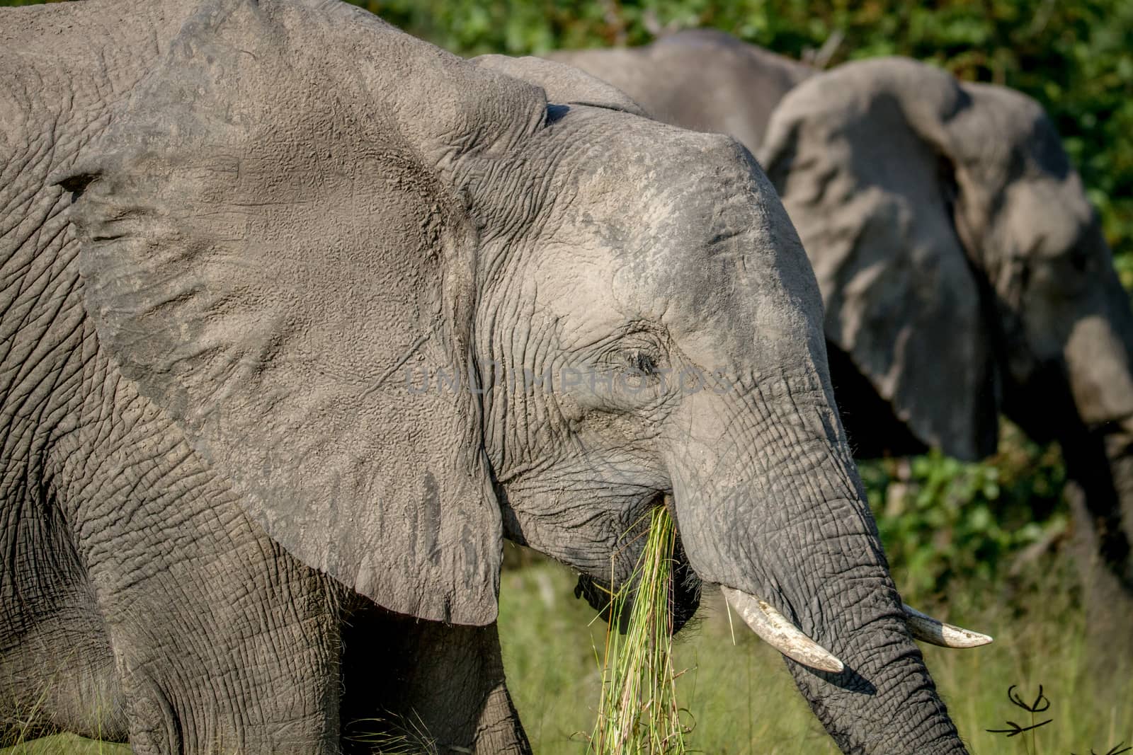 Elephant eating grass in Chobe. by Simoneemanphotography