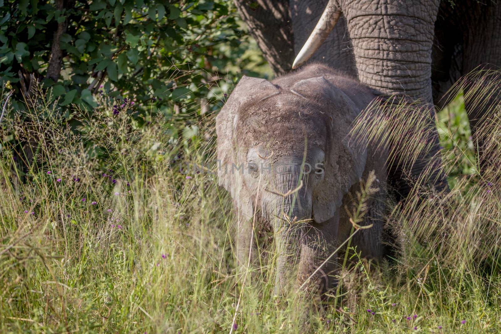 Baby Elephant in between the high grass. by Simoneemanphotography