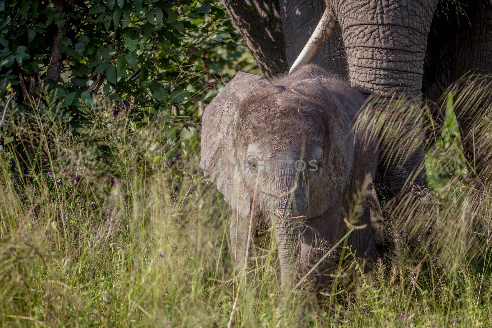 Baby Elephant in between the high grass. by Simoneemanphotography