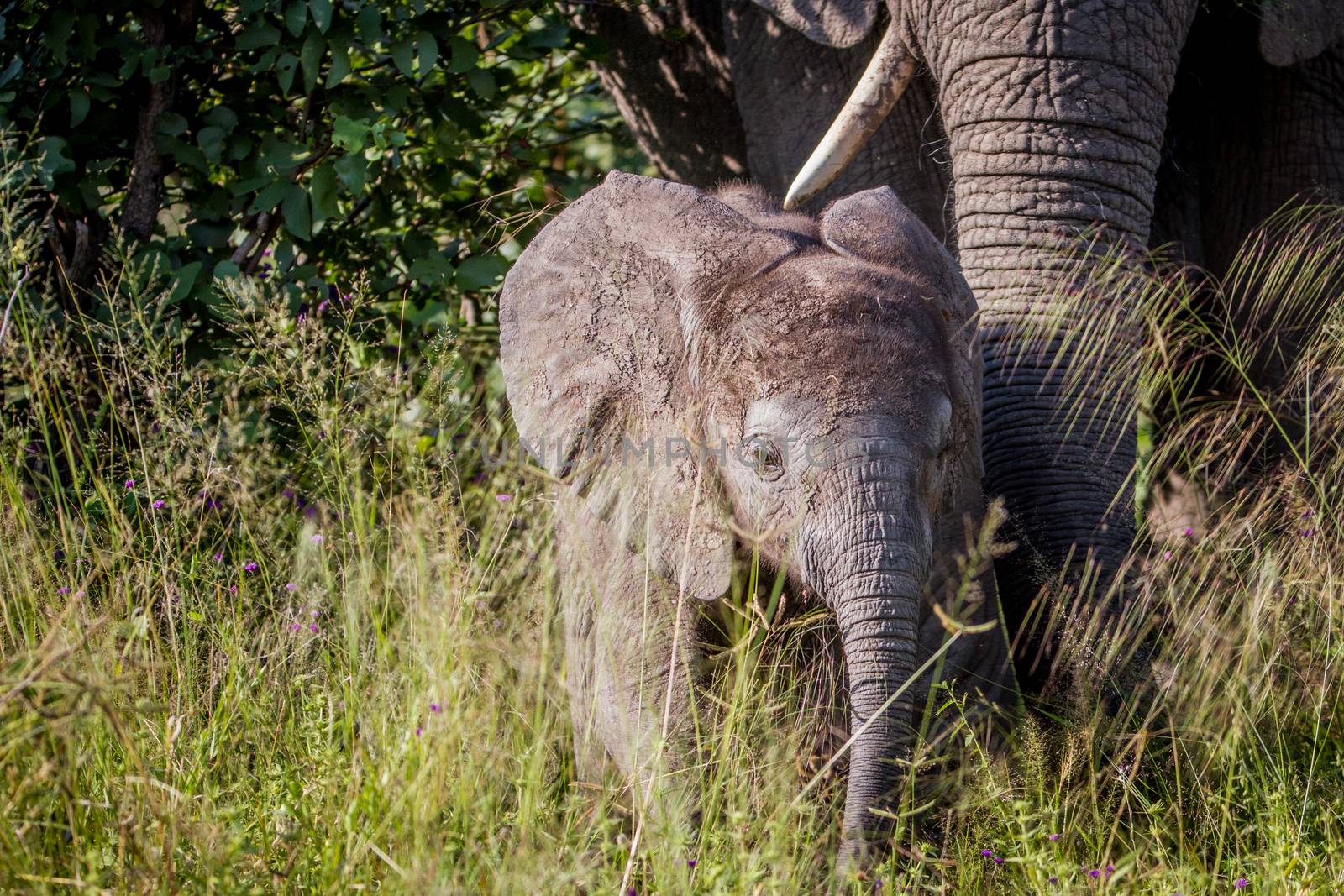 Baby Elephant in between the high grass. by Simoneemanphotography